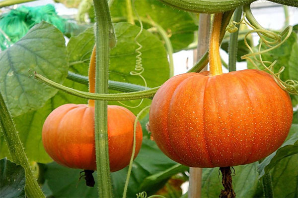 Le meilleur tracker de température en temps réel pour le transport de citrouilles en été
