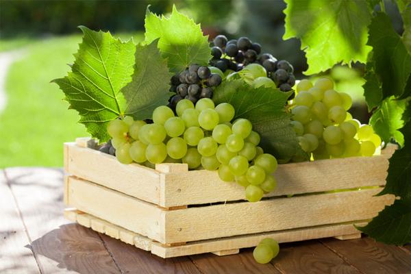 Enregistreur de température et d'humidité pour le transport de raisin