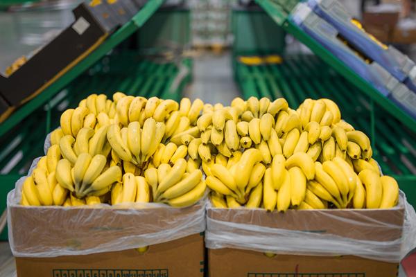 Enregistreur de données de température à usage unique Assurez la qualité des fruits