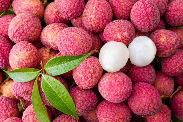 L'enregistreur de température et d'humidité LCD peut réduire le problème de perte de transport de Litchi