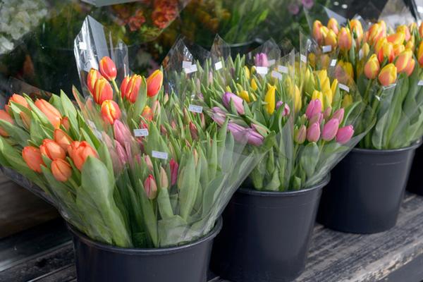 Chaîne de la chaîne du froid et les données d'humidité Logueur de transport Fleurs Avantages