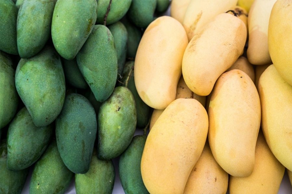 L'utilisation d'un enregistreur de température LCD jetable rendra le transport des mangues plus sûr